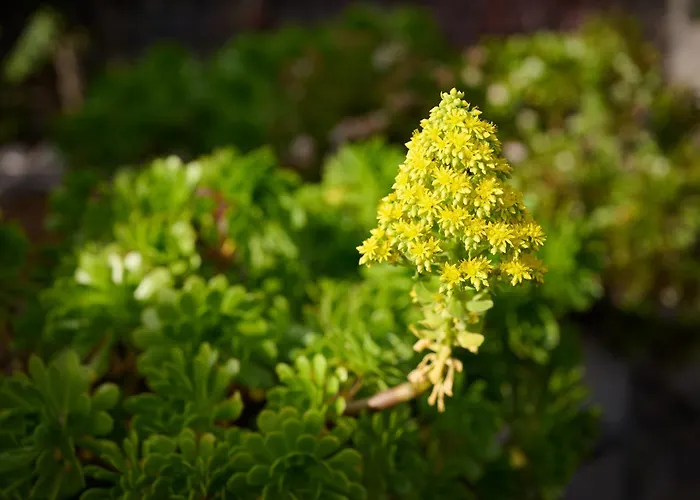 Casas Maravilha By Homie * Calheta (Madeira)