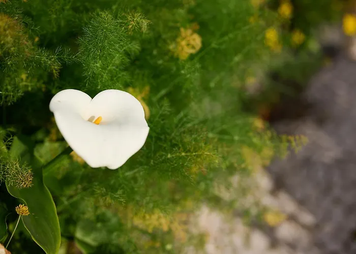 Casas Maravilha By Homie Ferienhaus *