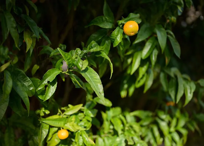 Casas Maravilha By Homie Ferienhaus Calheta (Madeira)