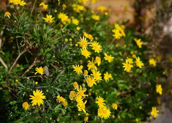 Casas Maravilha By Homie