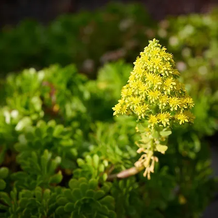 Casas Maravilha By Homie * Calheta (Madeira)