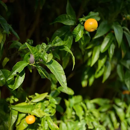 Casas Maravilha By Homie 펜션 칼례타