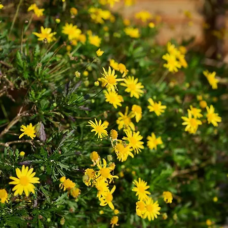 Casas Maravilha By Homie